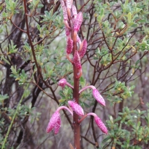 Dipodium punctatum at Tennent, ACT - 3 Dec 2014