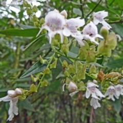 Prostanthera lasianthos (Victorian Christmas Bush) at Paddys River, ACT - 6 Dec 2014 by galah681