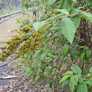 Pomaderris aspera at Paddys River, ACT - 6 Dec 2014