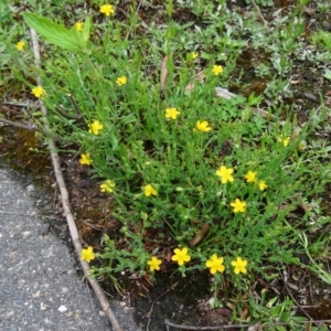 Hypericum gramineum at Paddys River, ACT - 6 Dec 2014