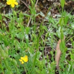 Hypericum gramineum at Paddys River, ACT - 6 Dec 2014