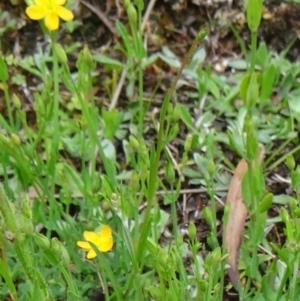 Hypericum gramineum at Paddys River, ACT - 6 Dec 2014