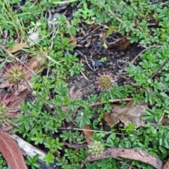 Acaena novae-zelandiae (Bidgee Widgee) at Paddys River, ACT - 5 Dec 2014 by galah681