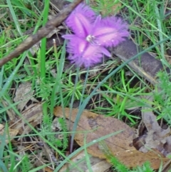 Thysanotus tuberosus subsp. tuberosus (Common Fringe-lily) at Paddys River, ACT - 6 Dec 2014 by galah681