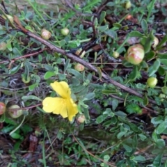 Hibbertia obtusifolia (Grey Guinea-flower) at Paddys River, ACT - 6 Dec 2014 by galah681