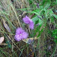 Thysanotus tuberosus subsp. tuberosus (Common Fringe-lily) at Paddys River, ACT - 5 Dec 2014 by galah681