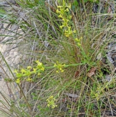 Pimelea curviflora var. sericea (Curved Riceflower) at Paddys River, ACT - 6 Dec 2014 by galah681