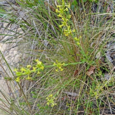 Pimelea curviflora var. sericea (Curved Riceflower) at Paddys River, ACT - 5 Dec 2014 by galah681