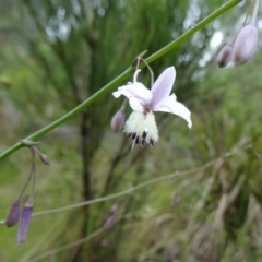 Arthropodium milleflorum (Vanilla Lily) at Paddys River, ACT - 5 Dec 2014 by galah681