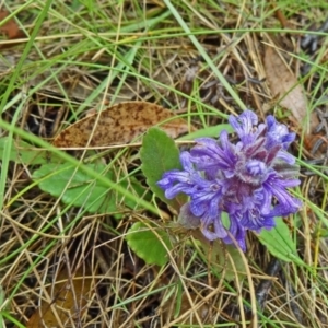 Ajuga australis at Paddys River, ACT - 6 Dec 2014 11:03 AM