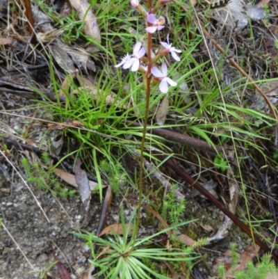 Stylidium graminifolium (grass triggerplant) at Paddys River, ACT - 6 Dec 2014 by galah681
