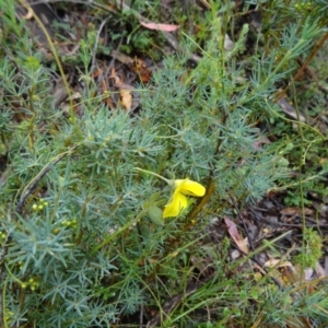 Gompholobium huegelii at Paddys River, ACT - 6 Dec 2014