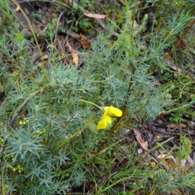 Gompholobium huegelii (pale wedge–pea) at Paddys River, ACT - 6 Dec 2014 by galah681