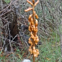 Gastrodia sesamoides (Cinnamon Bells) at Paddys River, ACT - 6 Dec 2014 by galah681