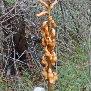 Gastrodia sesamoides at Paddys River, ACT - suppressed