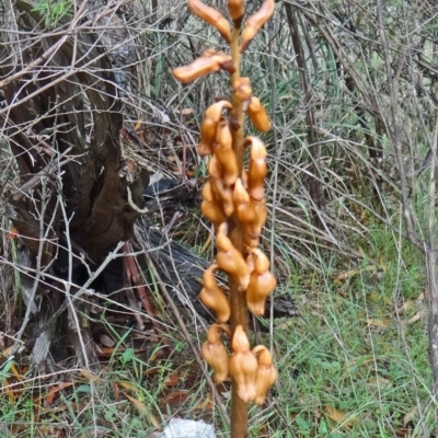 Gastrodia sesamoides (Cinnamon Bells) at Paddys River, ACT - 6 Dec 2014 by galah681