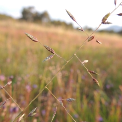 Eragrostis brownii (Common Love Grass) at Bonython, ACT - 13 Nov 2014 by michaelb