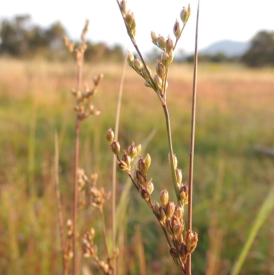 Juncus subsecundus (Finger Rush) at Bonython, ACT - 13 Nov 2014 by michaelb