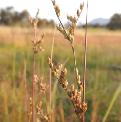 Juncus subsecundus (Finger Rush) at Pine Island to Point Hut - 13 Nov 2014 by michaelb