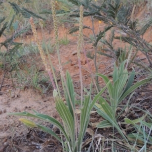 Plantago varia at Bonython, ACT - 13 Nov 2014 07:50 PM