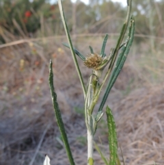 Euchiton sphaericus (Star Cudweed) at Pine Island to Point Hut - 13 Nov 2014 by michaelb