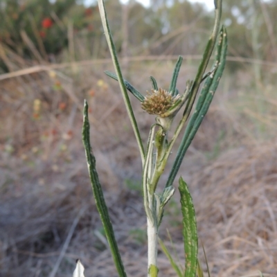 Euchiton sphaericus (Star Cudweed) at Bonython, ACT - 13 Nov 2014 by michaelb