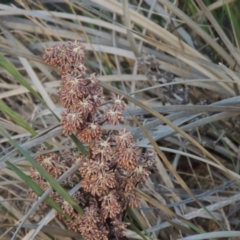 Lomandra multiflora (Many-flowered Matrush) at Conder, ACT - 12 Nov 2014 by MichaelBedingfield