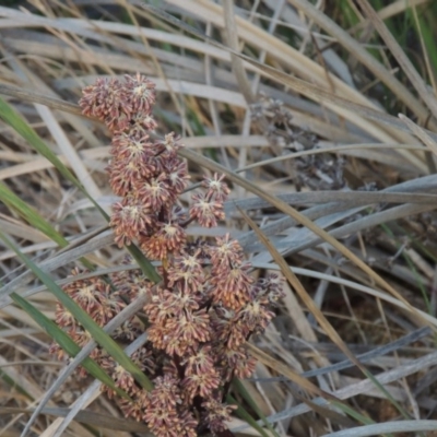 Lomandra multiflora (Many-flowered Matrush) at Conder, ACT - 11 Nov 2014 by michaelb