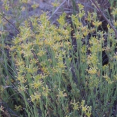 Pimelea curviflora (Curved Rice-flower) at Bonython, ACT - 13 Nov 2014 by michaelb