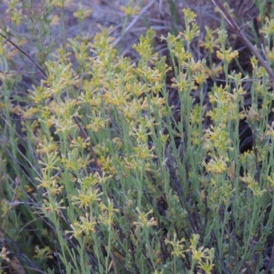 Pimelea curviflora (Curved Rice-flower) at Pine Island to Point Hut - 13 Nov 2014 by michaelb