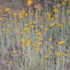 Chrysocephalum apiculatum (Common Everlasting) at Pine Island to Point Hut - 13 Nov 2014 by michaelb