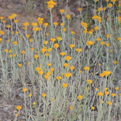 Chrysocephalum apiculatum (Common Everlasting) at Greenway, ACT - 13 Nov 2014 by michaelb