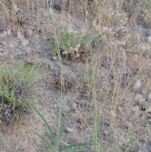 Dianella sp. aff. longifolia (Benambra) at Bonython, ACT - 13 Nov 2014