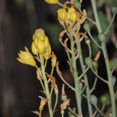 Bulbine glauca (Rock Lily) at Pine Island to Point Hut - 13 Nov 2014 by michaelb