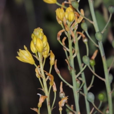 Bulbine glauca (Rock Lily) at Greenway, ACT - 13 Nov 2014 by michaelb