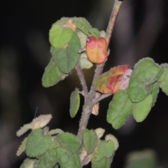 Correa reflexa var. reflexa (Common Correa, Native Fuchsia) at Greenway, ACT - 13 Nov 2014 by michaelb