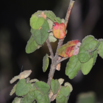 Correa reflexa var. reflexa (Common Correa, Native Fuchsia) at Pine Island to Point Hut - 13 Nov 2014 by michaelb