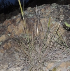 Austrostipa densiflora (Foxtail Speargrass) at Pine Island to Point Hut - 13 Nov 2014 by michaelb