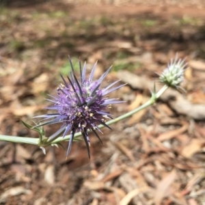 Eryngium ovinum at Hackett, ACT - 7 Dec 2014 01:03 PM