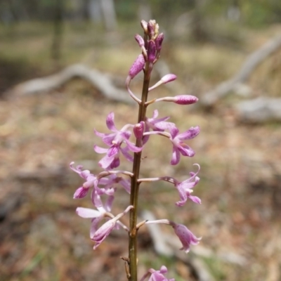 Dipodium roseum (Rosy Hyacinth Orchid) at Canberra Central, ACT - 7 Dec 2014 by AaronClausen