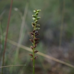 Microtis sp. (Onion Orchid) at Canberra Central, ACT - 7 Dec 2014 by AaronClausen