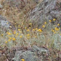 Chrysocephalum apiculatum (Common Everlasting) at Conder, ACT - 15 Nov 2014 by michaelb