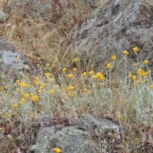 Chrysocephalum apiculatum at Conder, ACT - 15 Nov 2014 06:21 PM