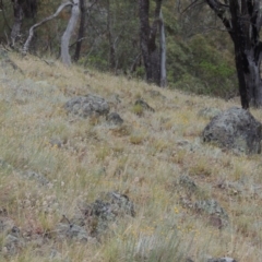 Chrysocephalum apiculatum at Conder, ACT - 15 Nov 2014