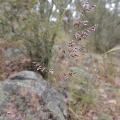 Poa sieberiana (Poa Tussock) at Conder, ACT - 15 Nov 2014 by MichaelBedingfield