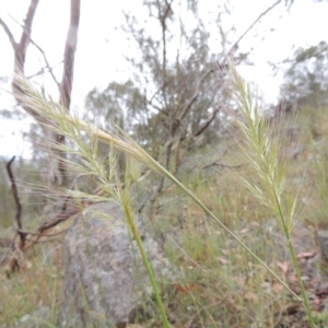 Dichelachne sp. at Conder, ACT - 15 Nov 2014