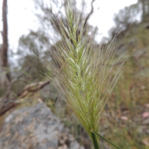 Dichelachne sp. at Conder, ACT - 15 Nov 2014