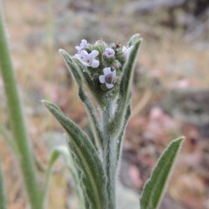 Cynoglossum australe at Conder, ACT - 15 Nov 2014 06:46 PM