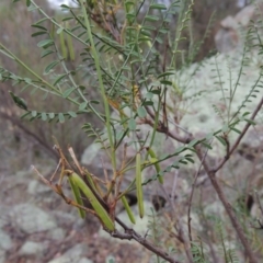 Indigofera adesmiifolia (Tick Indigo) at Conder, ACT - 15 Nov 2014 by michaelb