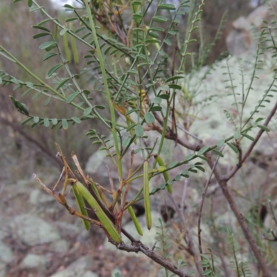 Indigofera adesmiifolia (Tick Indigo) at Conder, ACT - 15 Nov 2014 by michaelb